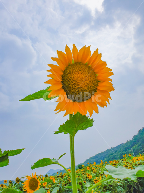 해바라기,하늘,자연,구름,푸른하늘,여름사진공모전,꽃