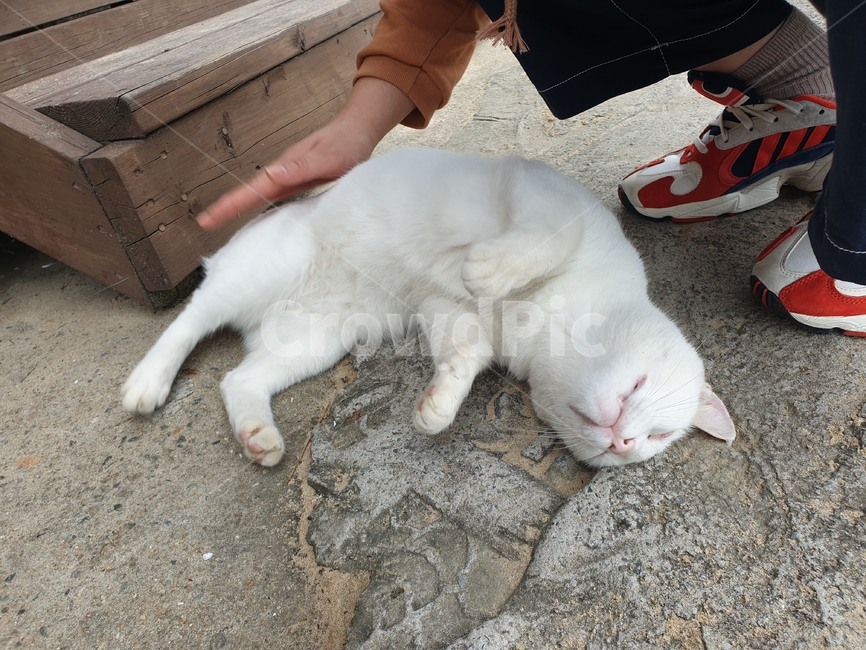 고양이,하얀,cat,white,눈감은,배보이는,귀여운,cute,animal