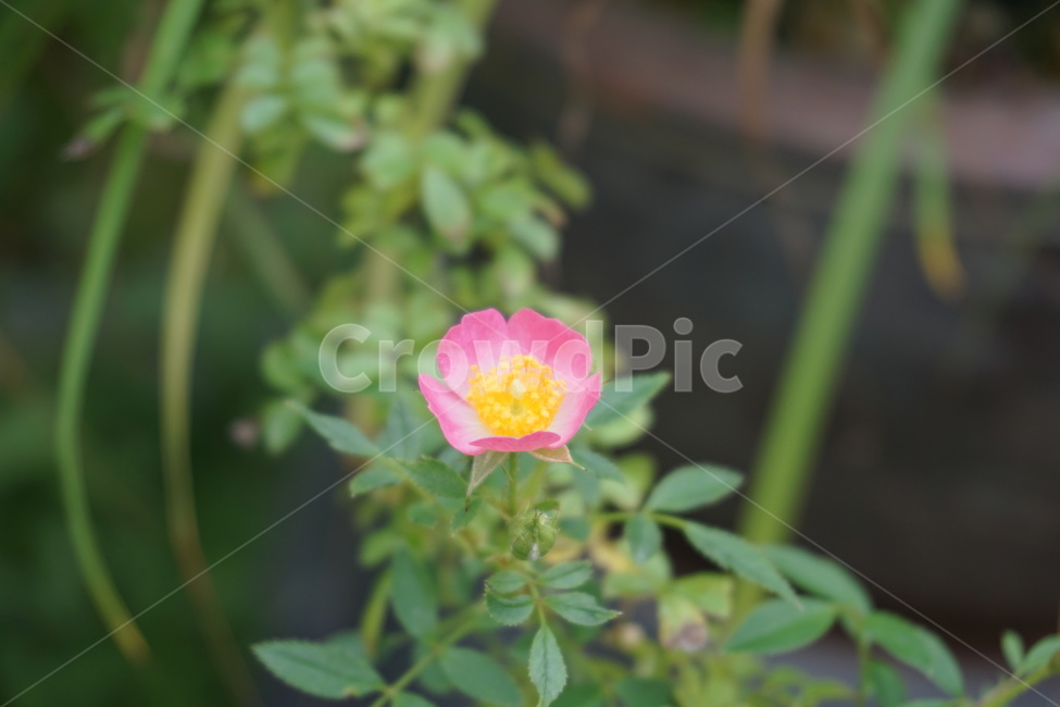 식물,flower,꽃,꽃잎,장미,식물,자연,plants,nature,꽃,flower
