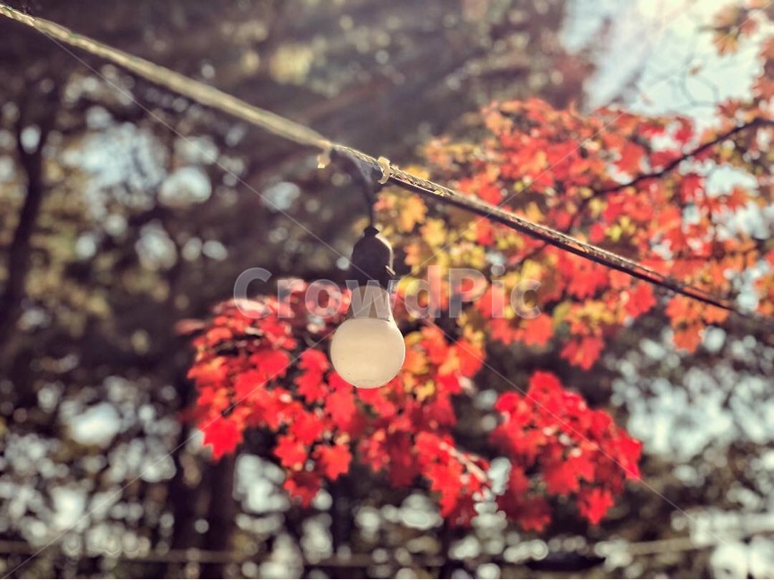 가을,단풍,메이플,전구,나무,단풍나무,빨강색,fall,season,maple,bulb,tree,red,yellow,sky,아웃포커싱,가을,계절,fall,autumn,season,light,빛