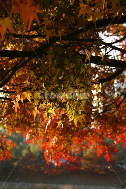가을,단풍,풍경,나무,잎,가을,계절,fall,autumn,season,plant,식물,leaf,tree,maple