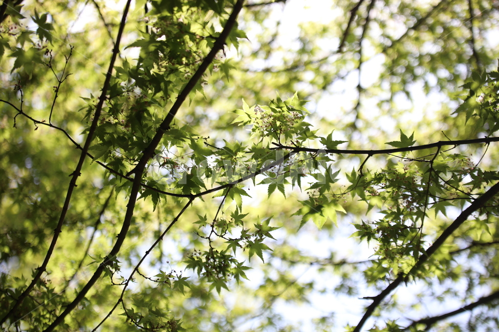 나무,햇볕,봄,여름,푸르름,푸름,나무잎,볕,싱그러움,식물,자연,plants,nature,휴식,힐링,rest,relaxation,healing
