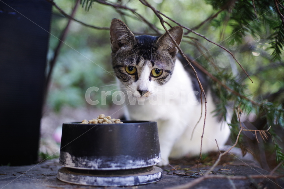 고양이,길고양이,동물,길냥이,애완동물,생명,자연,미묘,야생동물,cat,kitty,kitten,cute,lovely,adorable,pet,animal,streetcat,straycat,wildcat,wild,동물,animal,포유류,mammal,고양이,cat,kitten,kitty