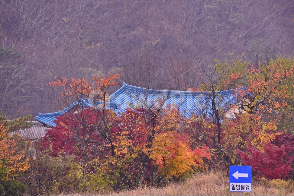 강원도,인제,백담사,백담사가을,백담사추색,절,가을,추색,경치,경관,풍경,tree,나무,plant,식물,nature,자연,outdoors,옥외