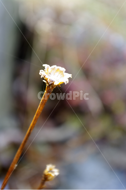 식물,plant,꽃대,가을,줄기,식물,자연,plants,nature