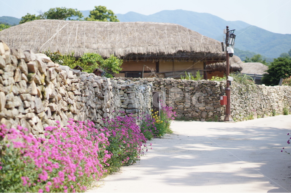 외암리,풍경,5월,맑음,꽃,시골,마을,풍경,landscape,country,rural,town,골목길,alley,한국전통,한국문화,korean traditional,korean culture,outdoors,옥외