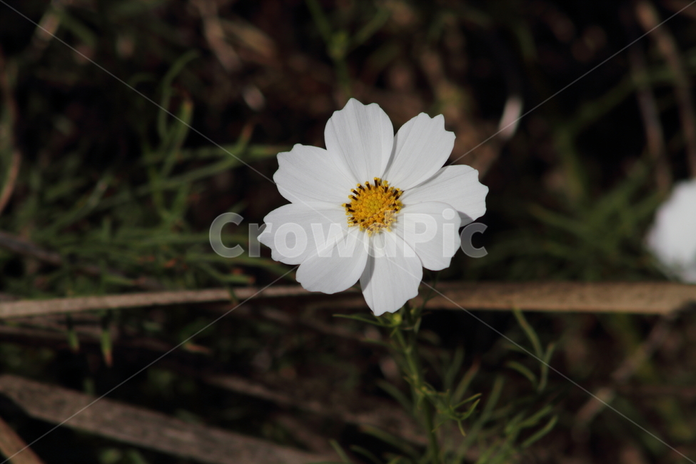 코스모스,꽃,식물,가을꽃,cosmos,가을,계절,fall,autumn,season,식물,자연,plants,nature,꽃,flower,plant
