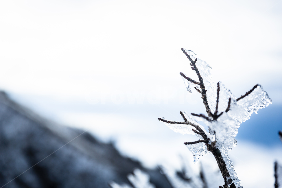 한라산,제주도,영실코스,구름,설산,산정상,제주오름,눈꽃,나무,얼음,겨울,계절,winter,season