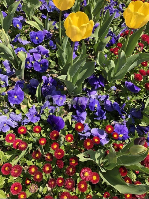 꽃,꽃밭,튤립,공원,flower