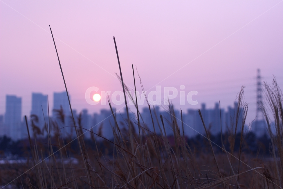 일몰,야경,핑크하늘,갈대,필름감성,도시,풍경,city,landscape,한국도시풍경,한국도시경관,korea cityscape,색깔,색상,색채,색감,color sense,color sensitivity,feeling of color,plant,식물,grass,잔디,nature,자연
