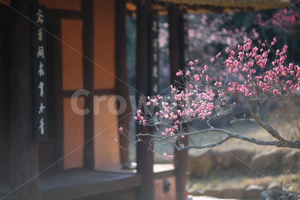 목포,초의선사,홍매화,봄꽃,봄,핑크,식물,자연,plants,nature,한국전통,한국문화,korean traditional,korean culture,봄,계절,spring,season,꽃,flower,plant