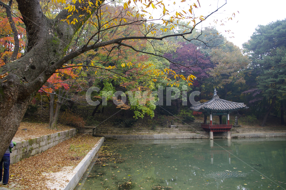 창덕궁,창덕궁후원,애련지,애련정,고궁,건축,전통건축,traditional,전통,기와지붕,가을,fall,나무,식물,plant,단풍,잎,가을,계절,fall,autumn,season,랜드마크,landmark,tourist attraction,한국랜드마크,한국관광지,한국명소,korea landmark,korea tourist attraction