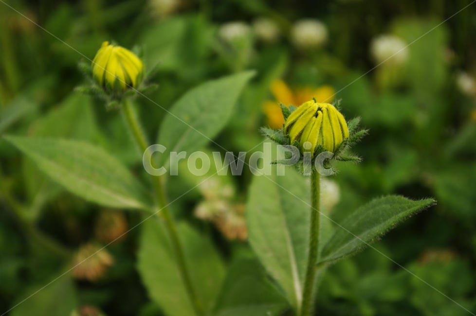 초록,꽃,flower,식물,plant