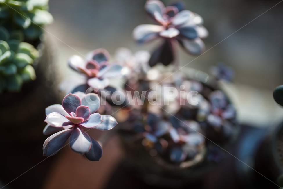 식물,화분,다육식물,botanical,plant,식물,자연,plants,nature,실내용화초,화분,화초,house plant,감성,sensible,feeling