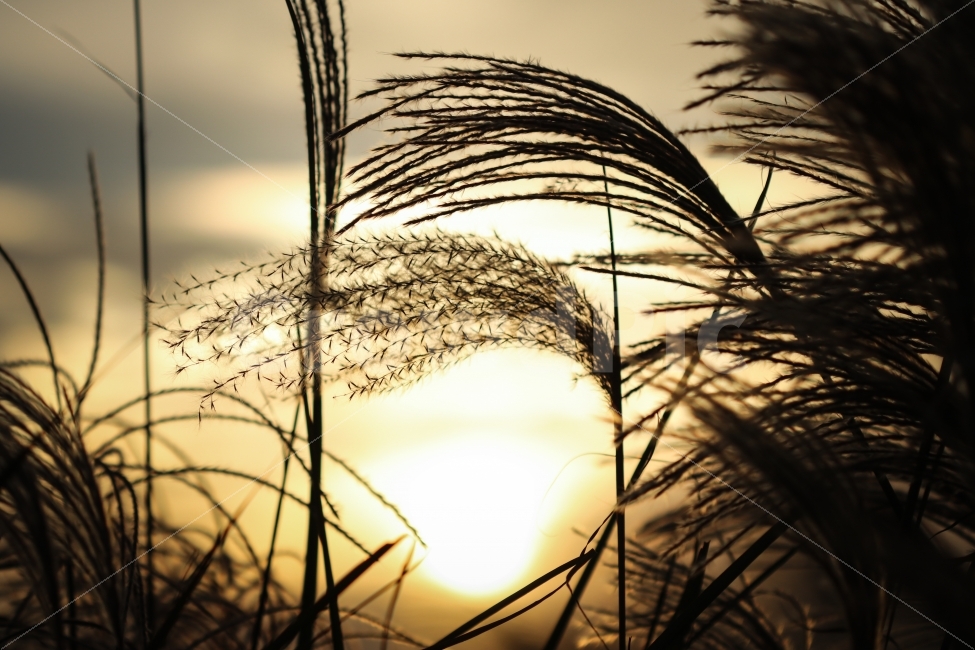억새,노을,황금,빛,역광,가을,가을,계절,fall,autumn,season,식물,자연,plants,nature,감성,sensible,feeling,grass,잔디,plant,lawn