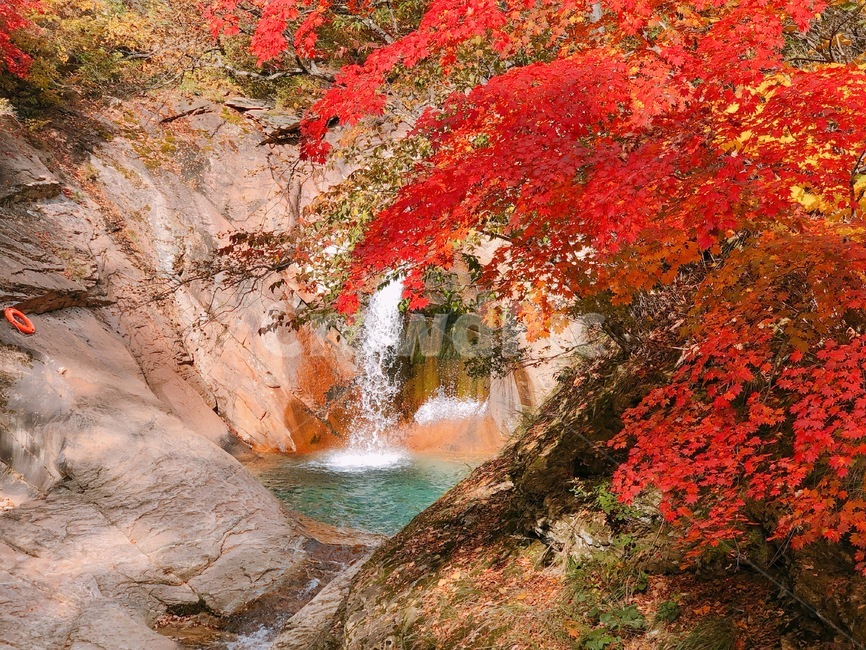 단풍,maple,폭포,falls,mountain,가을,계절,fall,autumn,season,leaf,잎,plant,식물,tree,나무