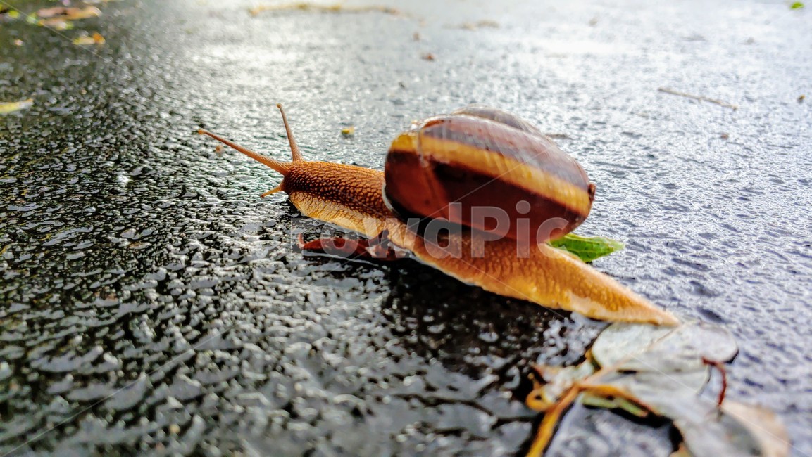 달팽이,snails,greatsnail,연체동물,escargot,caracol,salyangoz,schnecke,자웅동체,동물,animal