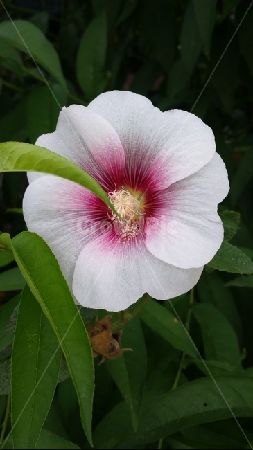 꽃,자연,계절,플라워,아름다움,색감,개화,flower,식물,자연,plants,nature,꽃,flower