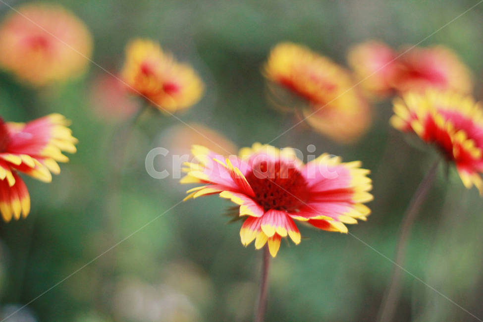 꽃,자연,빨간꽃,flower,nature,background