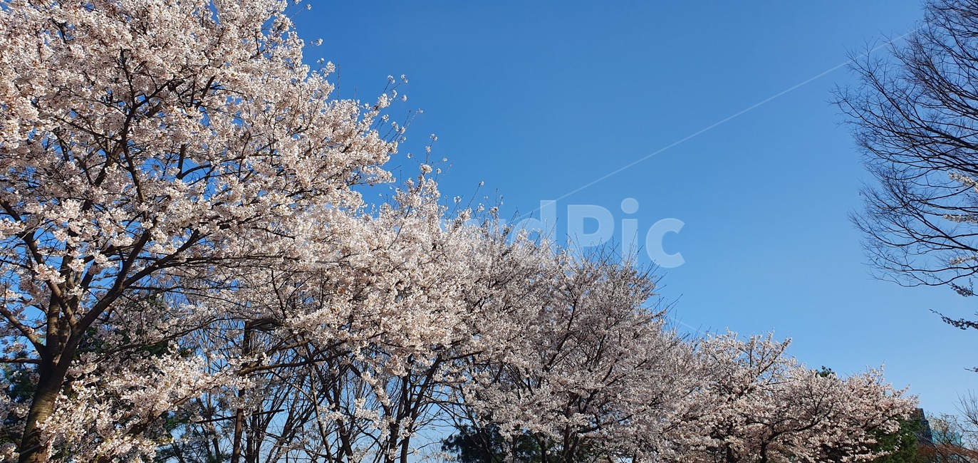 꽃,벚꽃,하늘,벚꽃축제,봄