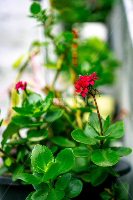 꽃,자연,빨간꽃,plants,nature,flower,식물,꽃잎,화사한