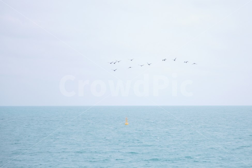 조류,색감,바다,풍경,자연풍경,바다풍경,바다사진,풍경사진,갈매기,sea,landscape,seascape,color,blue,nature,자연,풍경,nature,landscape,animal,동물,bird,새