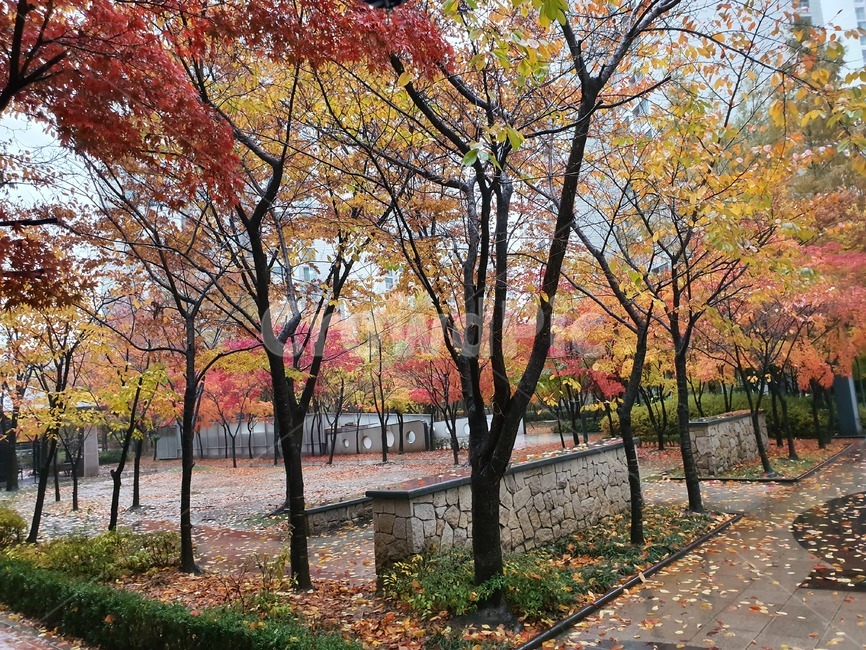 가을,단풍,나무,식물,tree,maple,가을,계절,fall,autumn,season