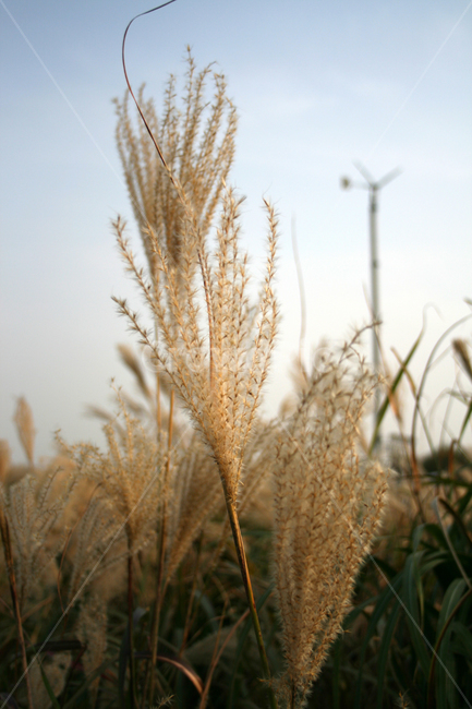 가을,하늘,억새,억새풀,식물,가을,계절,fall,autumn,season,식물,자연,plants,nature,plant,food,음식,vegetable,야채,grain,곡물