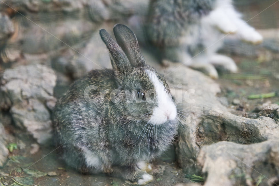 토끼,동물,철조망,동물농장,rabbit,동물,animal,포유류,mammal