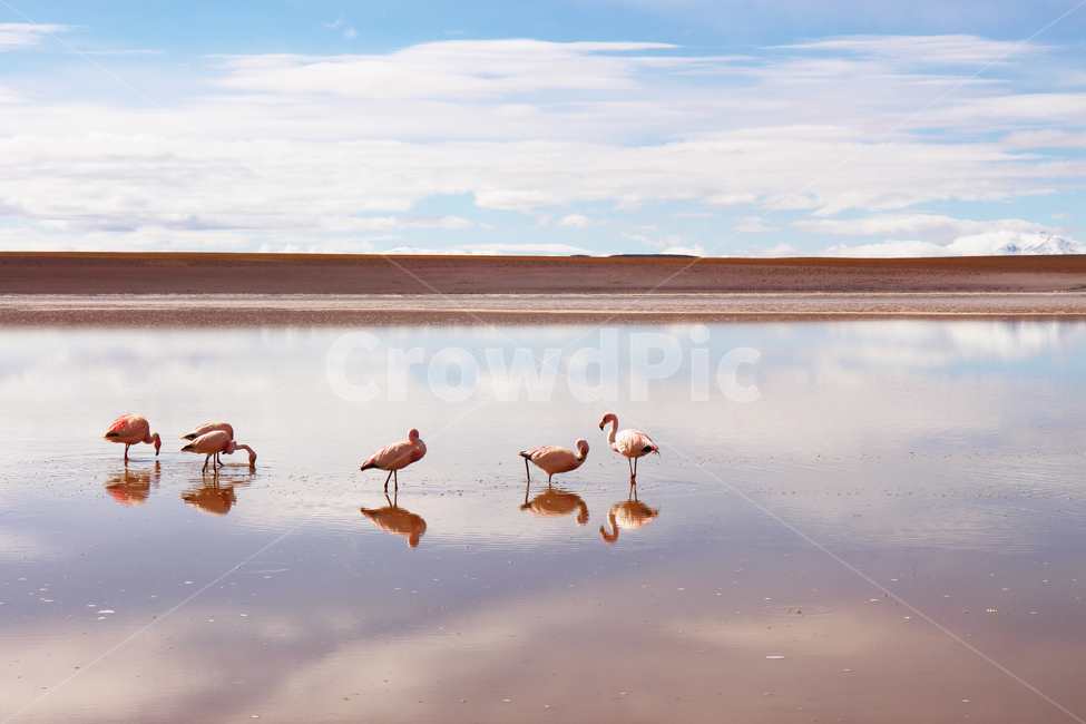 bolivia,unreal,surreal,uyuni,plamengo,플라멩고,플라맹고,sky,reflection,reflect,lake,animal,동물,flock,bird,새,tour,landscape,horizon,남미,볼리비아,투어,투피사,tupiza,flamengo,동물,animal,조류,새,birds