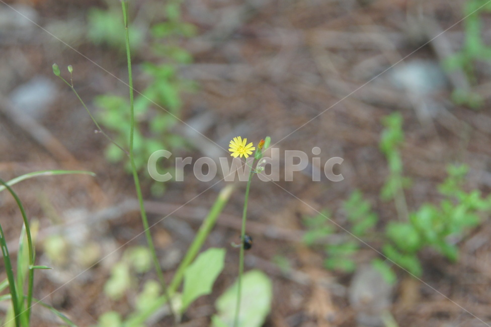 plant,식물,flower,wildflower,yellow,식물,자연,plants,nature,꽃,flower