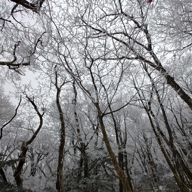 눈,나무,산,겨울,나뭇가지