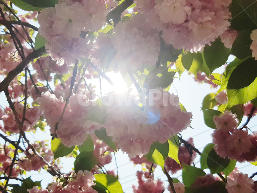 겹벚꽃,벚꽃,봄,꽃,식물,분홍,핑크,계절,자연,나무,벚나무,체리블라썸,빛,햇살,봄,계절,spring,season,plant,light,flare,플레어,flower,blossom