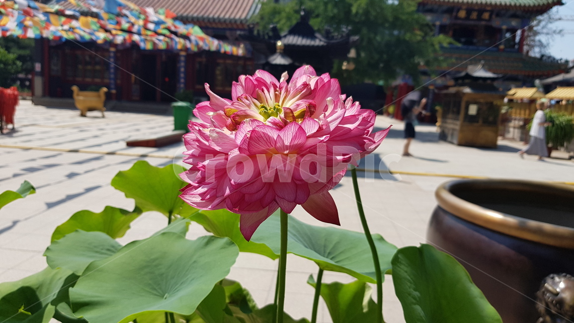 plant,식물,person,사람,human,인간,blossom,flower,꽃,연꽃