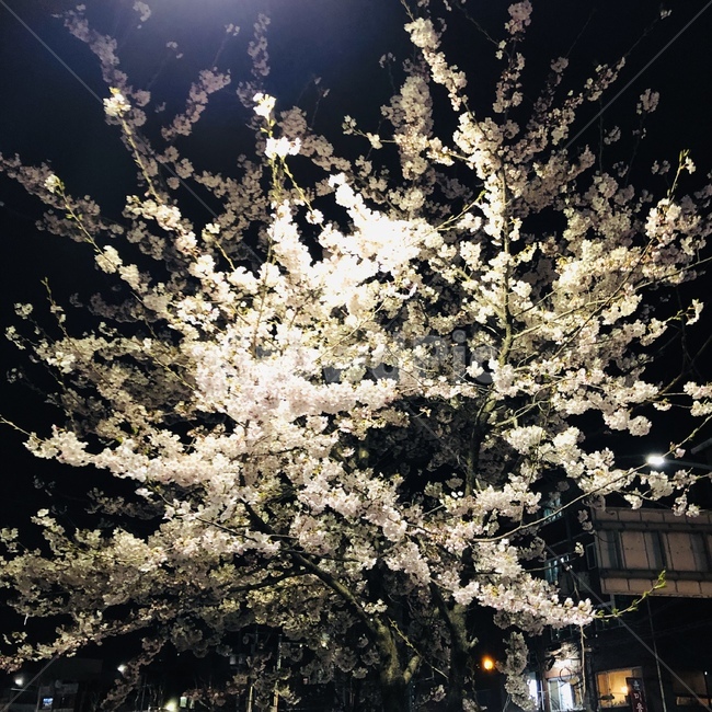 벚꽃,봄,나무,설렘,꽃,흰색,감성,배경,한국
