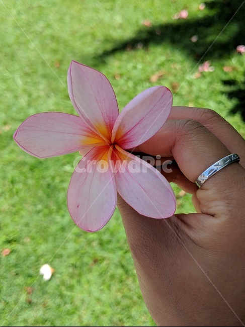 blossom,꽃,flower,꽃잎,petal,프렌지파니,frangipani