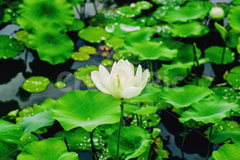 수련,연꽃,꽃,부처님,불교,필름,여름꽃,플라워,부용,탄생,연못의꽃,연못,식물,자연,plants,nature,꽃,flower