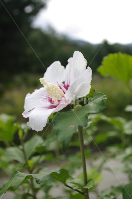 꽃,식물,flower,plant,무궁화,식물,자연,plants,nature,꽃,flower
