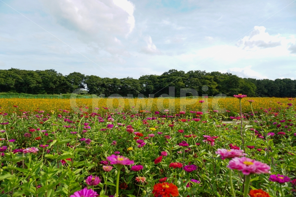 가을,꽃,감성,백일홍,경주,자연,풍경,nature,landscape,grassland,목초지,outdoors,옥외,field,들,farm,농장,rural,농촌,meadow