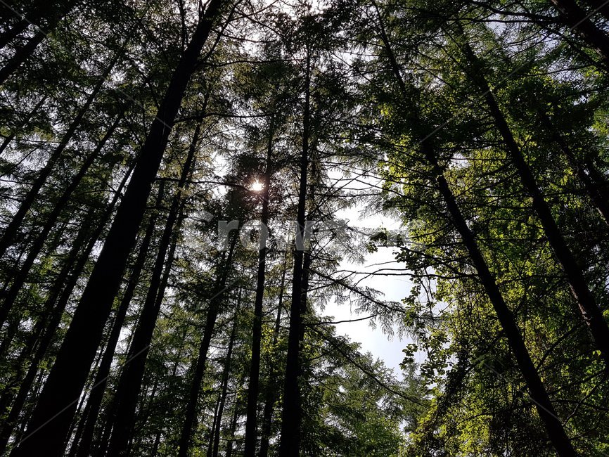 키큰나무,큰나무,숲,나무숲,식물,plant,나무,tree,sunlight,햇빛,light,빛,플레어,flare