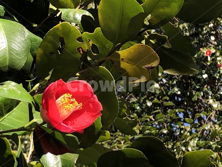 plant,식물,flower,꽃,blossom,동백꽃