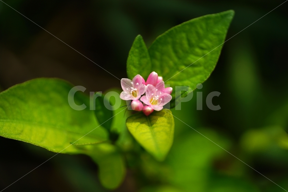 고마리,고마리꽃,야생화,야생식물,식물,자연,꽃사진,꽃,플라워,Ditchpersicaria,flower,flowers,nature,plant,plants,9월,September,가을,가을꽃,autumn,fall,계절,season,이파리,그린,green,녹색,푸른,푸르다,감성,감성사진,힐링,힐링사진,느낌,분위기,feel,feeling,한국자연,한국식물,한국꽃,한국야생화,한국야생식물,한국,korea,풍경,landscape,접사,macro,snap,snpshot,스냅,스냅사진,스넵,스넵사진,경치,식물,자연,plants,nature,꽃,flower