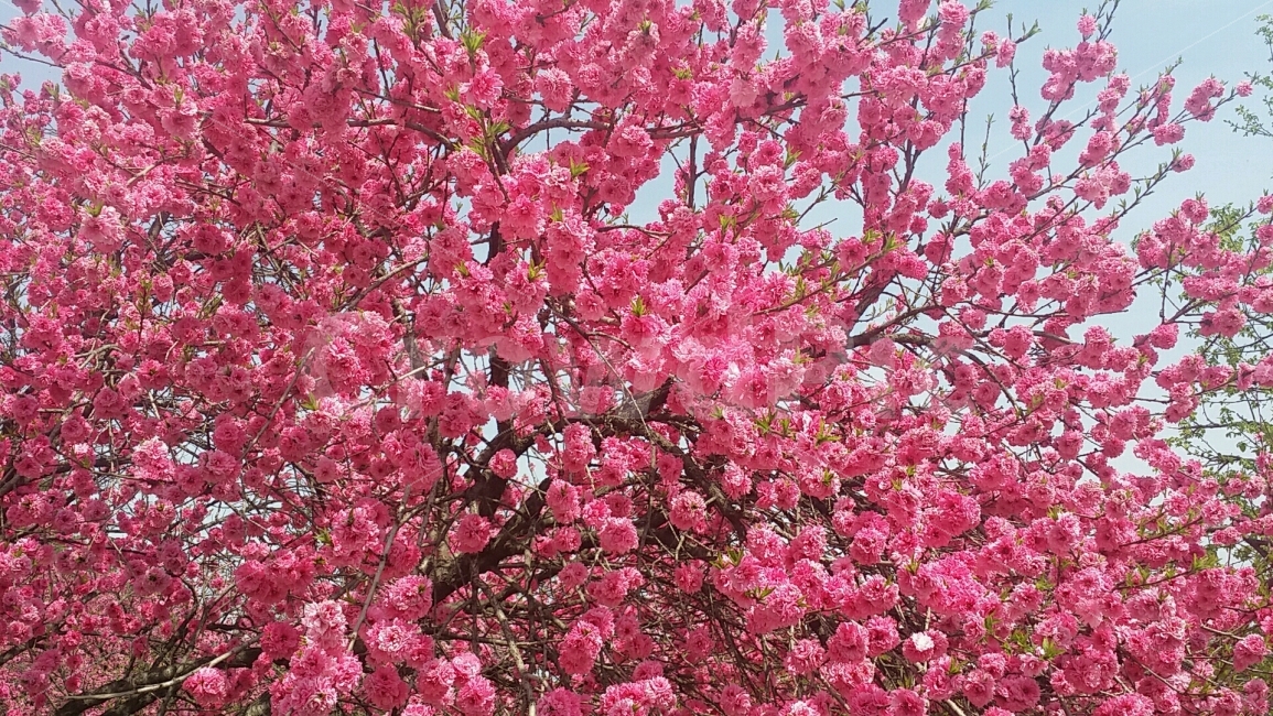 꽃,flower,분홍,꽃나무,식물,봄,계절,spring,season,식물,자연,plants,nature,꽃,flower,plant,blossom