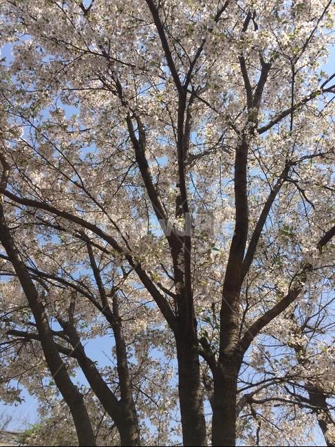 벚꽃,벚꽃놀이,벚나무,나무,봄,봄,계절,spring,season,plant,식물,tree,tree trunk,나무 줄기