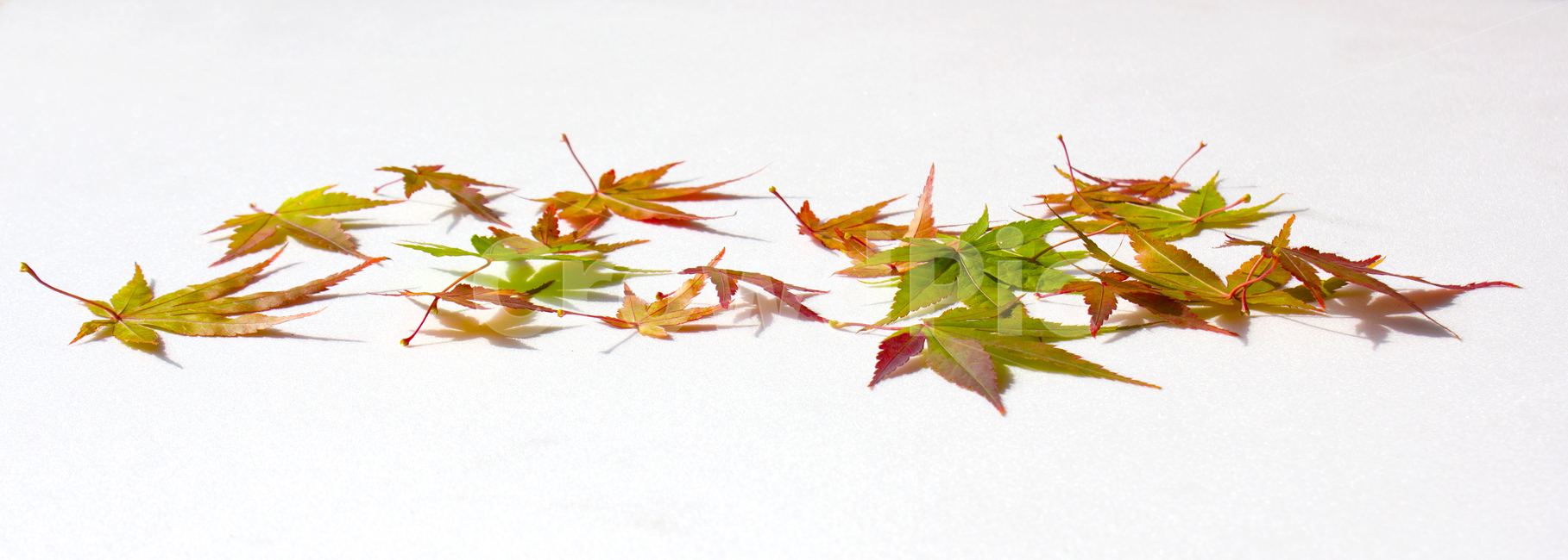 잎사귀,잎,이파리,단풍,나뭇잎,흰배경,자연,식물,클로즈업,단풍잎,빨강,레드,빨간색,갈색,브라운,가을,녹색,그린,초록색,가을,계절,fall,autumn,season