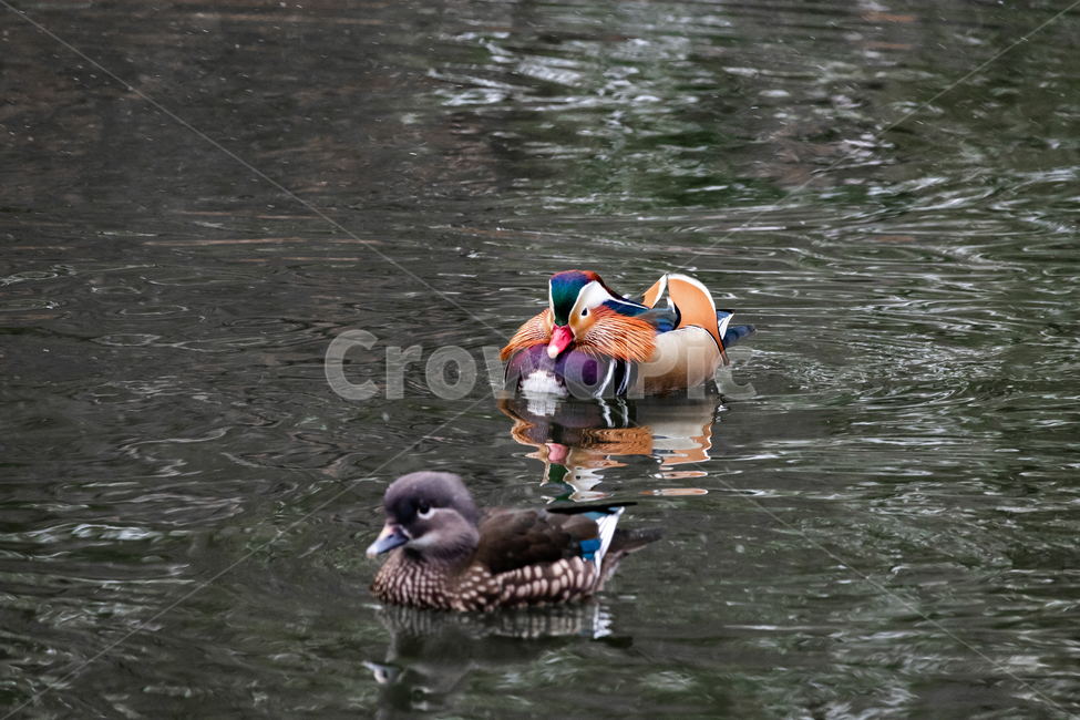 원앙,새,동물,호수,화려함,동물,animal,조류,새,birds