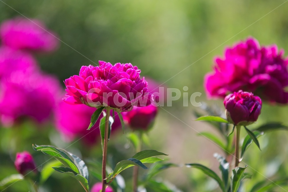 꽃,분홍꽃,pink,봄,식물,식물,자연,plants,nature,꽃,flower