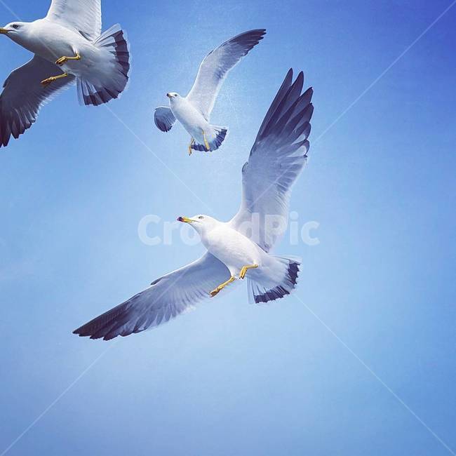 새,갈매기,birds,seagulls,flying,동물,animal,조류,새,birds