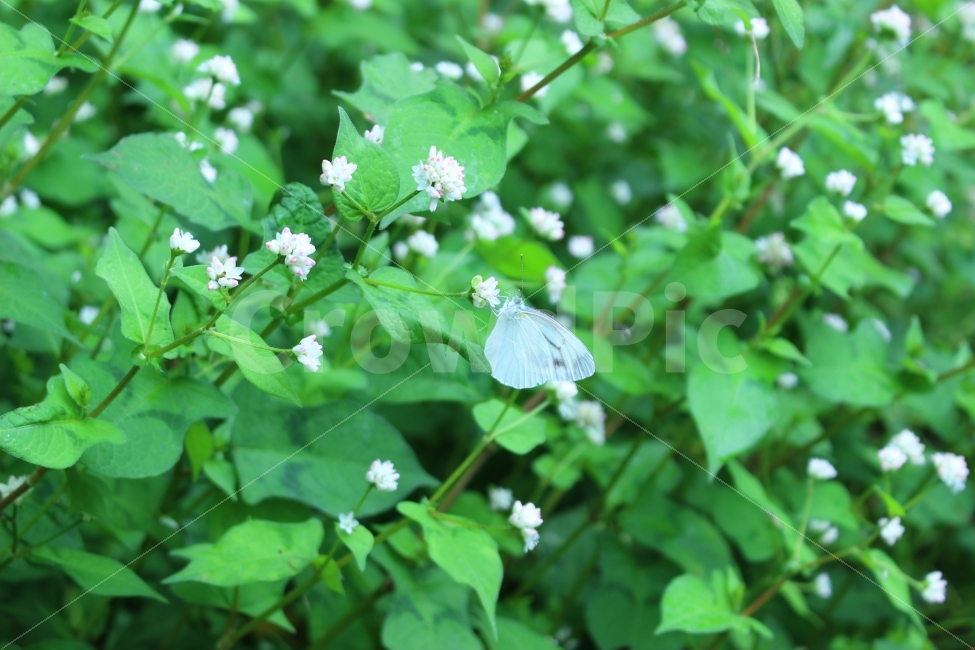 나비,꽃,초록,자연,풍경,식물,자연,plants,nature,동물,animal,곤충,벌레,insect,bug,꽃,flower