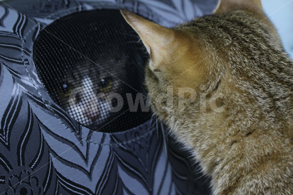 고양이,반려동물,유기묘,길냥이,애완동물,cat,pet,kitten,아기고양이,코숏,코리안숏헤어,동물,animal,고양이,cat,kitten,kitty,포유류,mammal